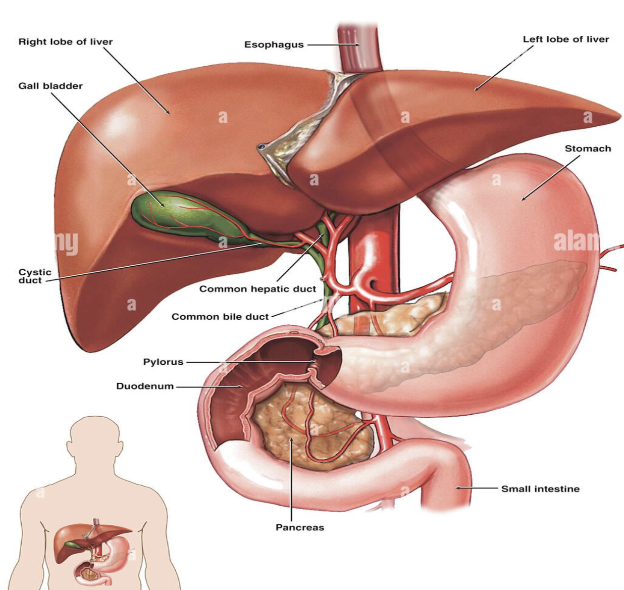 Description of image